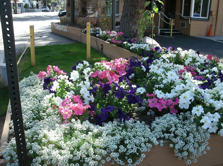 Hotel Alpine Inn & Spa  | South Lake Tahoe | California | United States 1