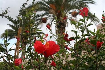 Motel Budget Lodge San Bernardino  | San Bernardino | California | United States 6