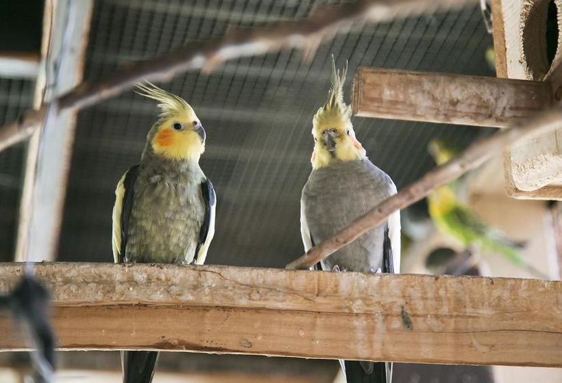 Hotel Best Western Plus Antelope Inn  | Red Bluff | California | United States 10