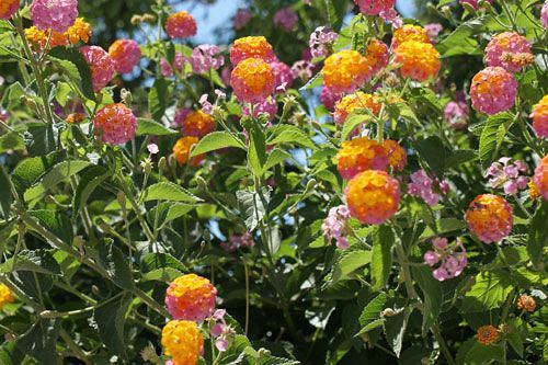 Star Hotel Santorini