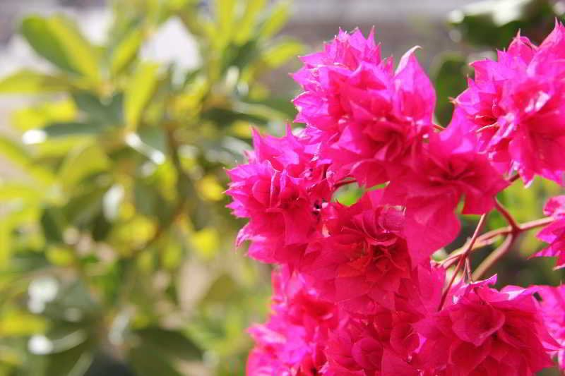 Ersi Villas  | Firostefani | Santorini | Greece 14