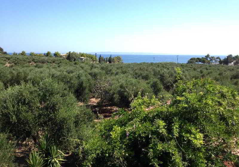 Brigitta Rooms  | Vassilikos | Zakynthos | Greece 2