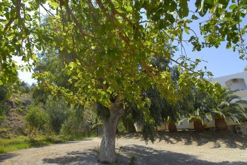 Hotel Ammoudi Beach  | Plakias | Crete | Greece 20