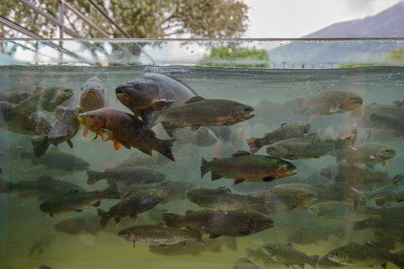 Hotel Idi  | Zaros | Crete | Greece 5