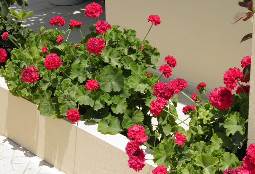 Pantheon Apartments Creta