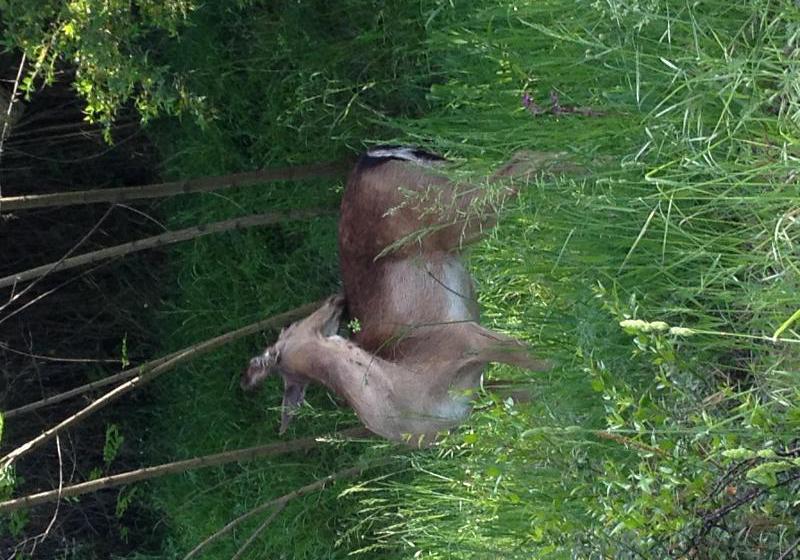 Makryammos Bungalows  | Thasos | East Macedonia and Thrace | Greece 10