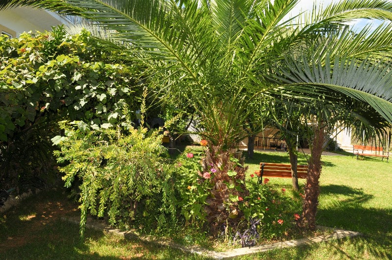 Konstantinos Apartments  | Ipsos | Corfu | Greece 6