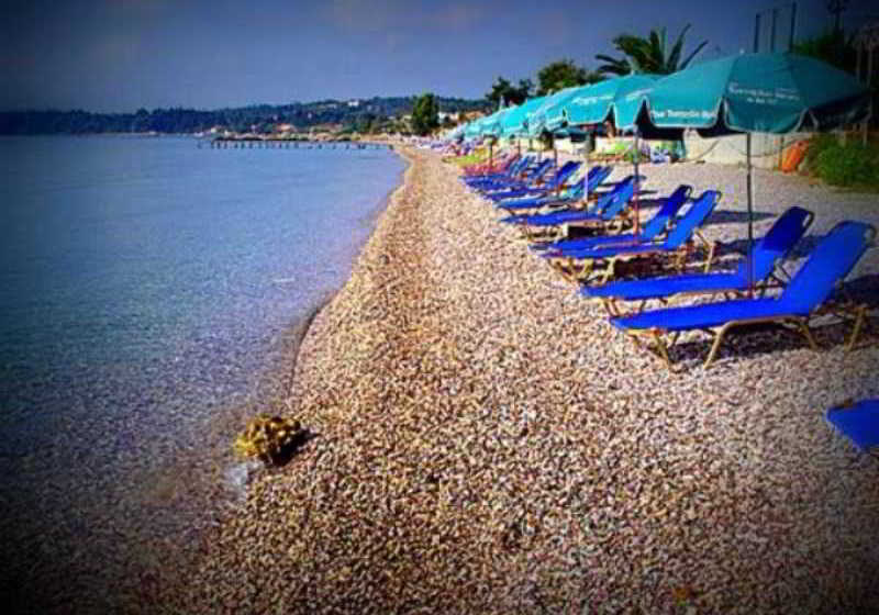 Comfy Hostel Studios  | Ipsos | Corfu | Greece 5