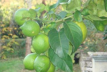 Lemon Tree Apartments  | Kassiopi | Corfu | Greece 6