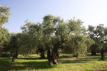 Studio's O-Paradisos  | Thasos | East Macedonia and Thrace | Greece 2