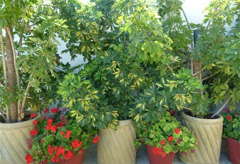 Hotel Amalia  | Skopelos | Sporades | Greece 4