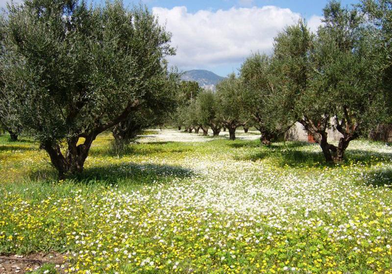 Dias Studios  | Pythagoreio | Samos | Greece 4