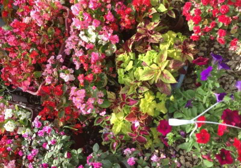 Bruskos Apartments  | Agios Georgios | Corfu | Greece 12