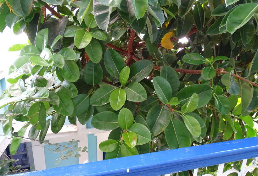 Hotel Mariona  | Pythagoreio | Samos | Greece 18