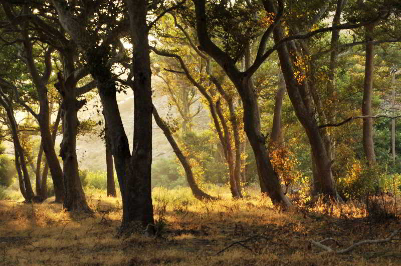 Hotel Onar  | Andros | Cyclades | Greece 2