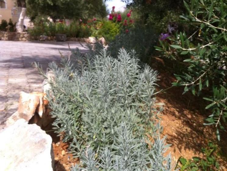 Casa Di Sonia  | Argostoli | Kefalonia | Greece 20