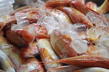 Hotel Perrakis  | Andros | Cyclades | Greece 18