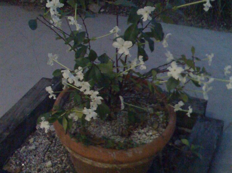 Hotel Rodeway Inn & Suites Key Largo  | Key Largo | Florida | United States 2