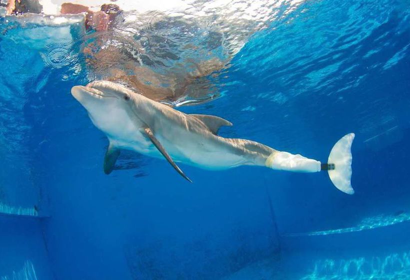 Hotel Homewood Suites by Hilton Clearwater  | Clearwater | Florida | United States 4