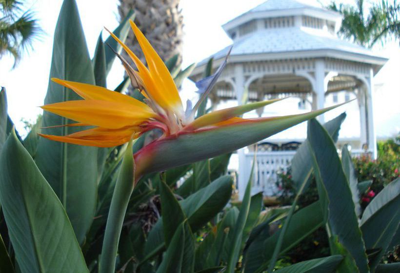 Hotel Lemon Tree Inn  | Naples | Florida | United States 1