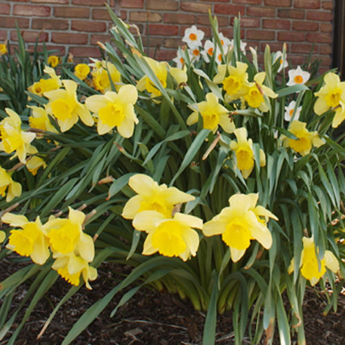 Hotel Meadow Court Inn  | Ithaca | Nueva York | United States 12