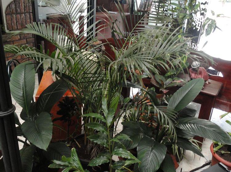 Hotel Inca Real  | San Jose | San José | Costa Rica 3