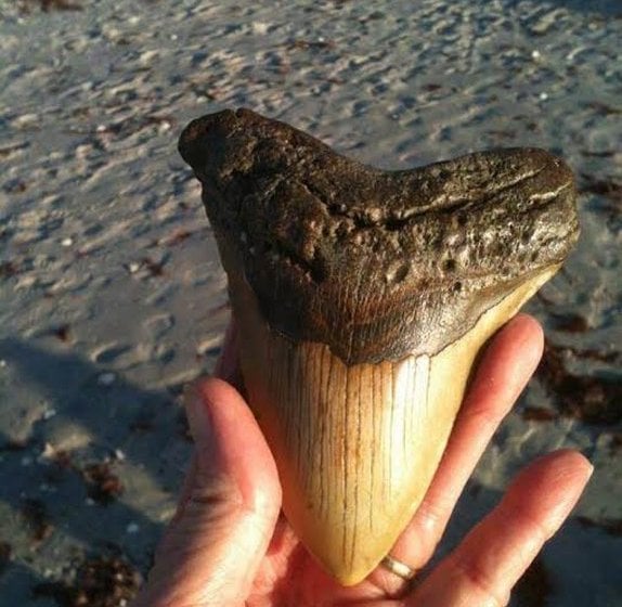 Hotel Best Western Plus Ambassador Suites Venice  | Venice | Florida | United States 2