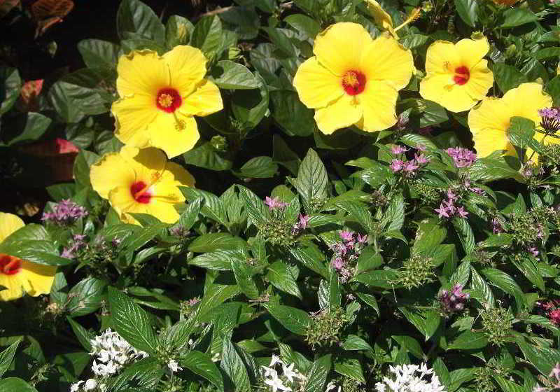 Hotel Ramada Inn of Naples  | Naples | Florida | United States 7