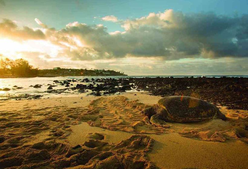 Hotel Marriott Waiohai Beach Club  | Koloa | Hawaii | United States 12