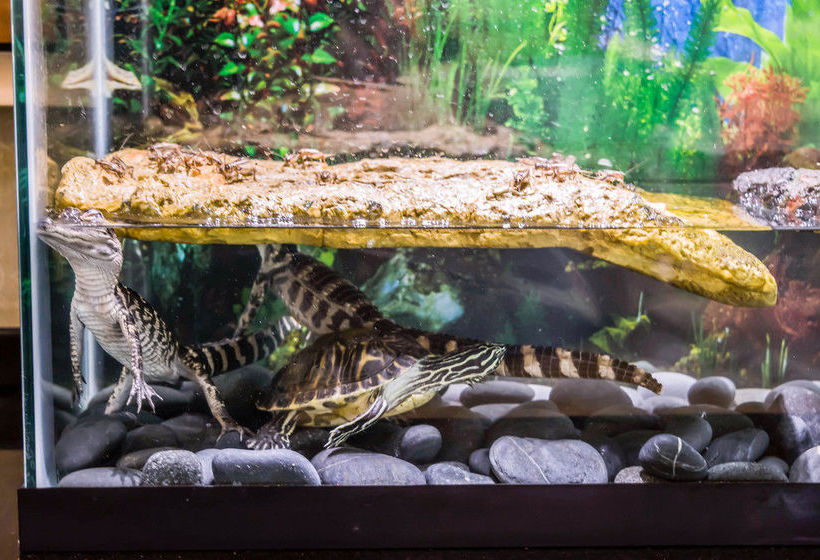 Hotel Comfort Suites Palm Bay  | Palm Bay | Florida | United States 17