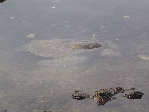 Hotel Aaron's Cottage  | Hilo | Hawaii | United States 15