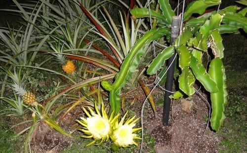 Hotel Aaron's Cottage  | Hilo | Hawaii | United States 17