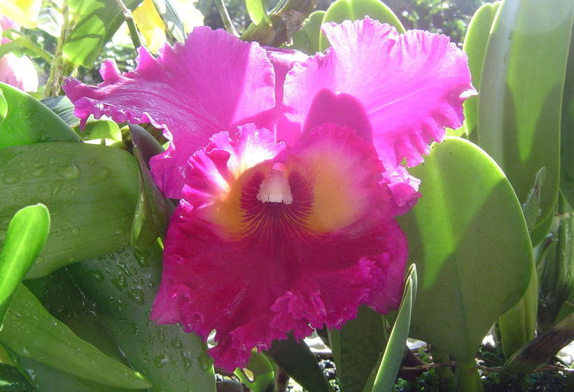 Hotel Aaron's Cottage  | Hilo | Hawaii | United States 5