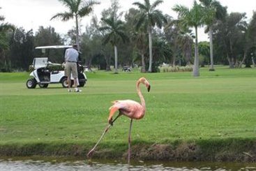 Hotel Hollywood Beach Golf Resort  | Hollywood | Florida | United States 5