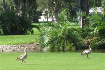 Hotel Hollywood Beach Golf Resort  | Hollywood | Florida | United States 7