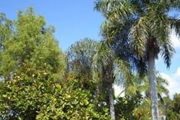 Conty's Motel  | Naples | Florida | United States 1