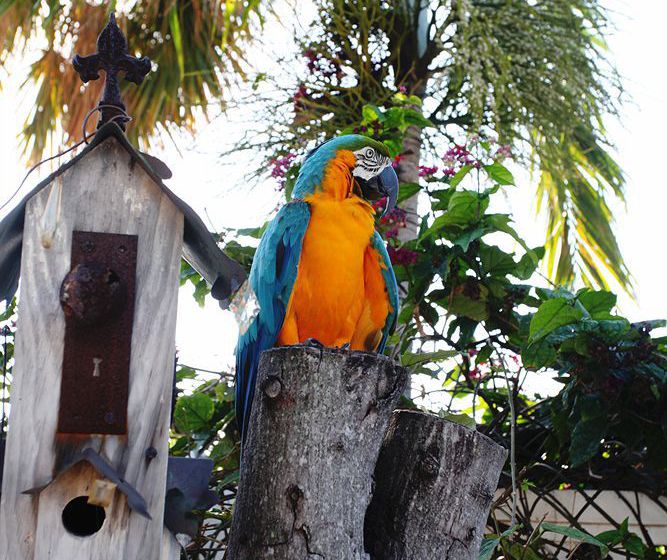 Galt Villas Motel  | Fort Lauderdale | Florida | United States 15