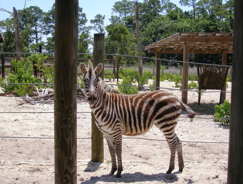 Hotel Holiday Inn Resort Fort Walton Beach  | Fort Walton Beach | Florida | United States 7