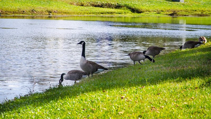 Hotel Americas Best Inns-jacksonville Jacksonville