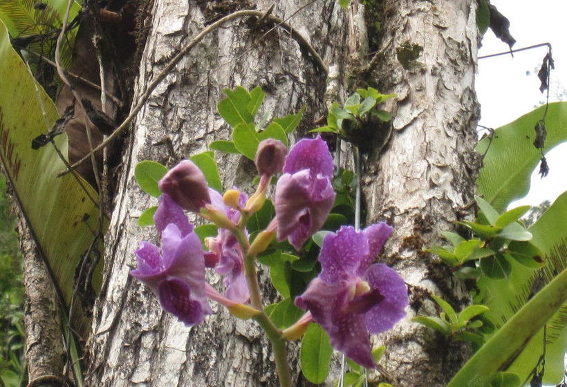 Ohia House Bed And Breakfast  | Pahoa | Hawaii | United States 3