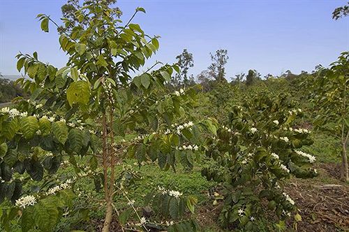 Mango Sunset Bed And Breakfast Inn At Lyman Kona Coffee Farm 
