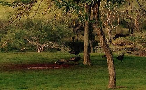 Hotel Molokai Vacation Properties - Hale Puhi  | Maunaloa | Hawaii | United States 8