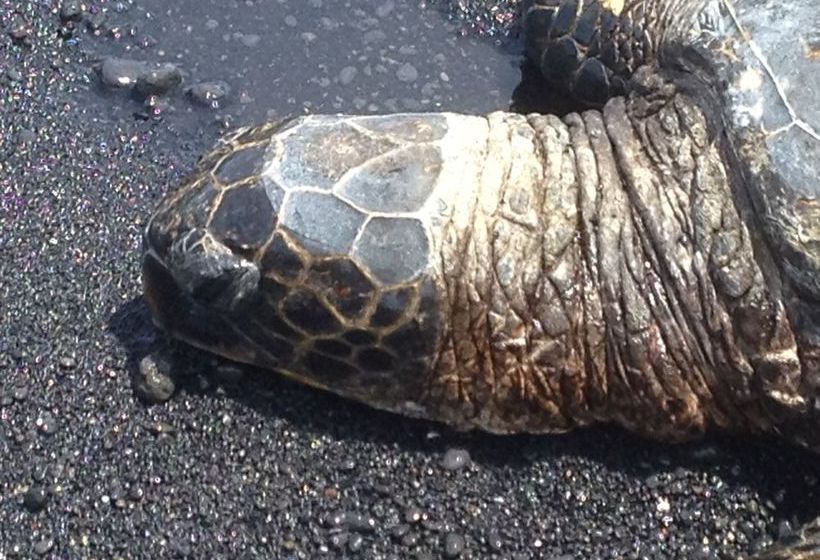 Hotel Kilauea Volcano Cottages  | Volcano | Hawaii | United States 11