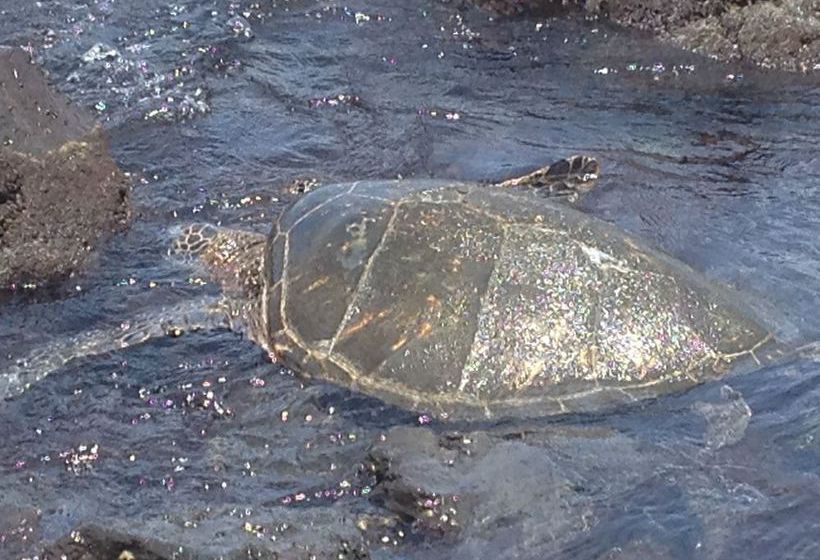 Hotel Kilauea Volcano Cottages  | Volcano | Hawaii | United States 12