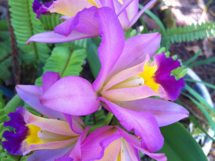 Hotel Enchanted Gardens  | Keaau | Hawaii | Vereinigte Staaten 5