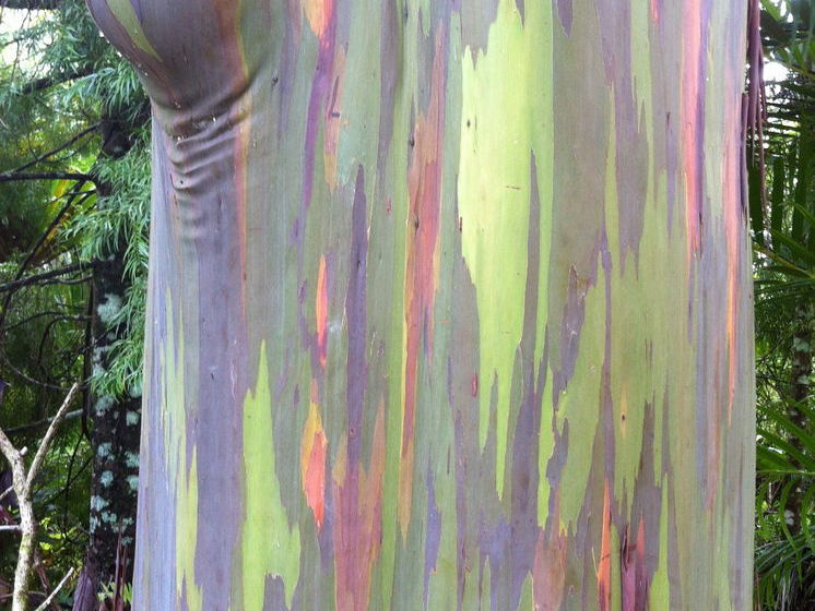 Hotel Enchanted Gardens  | Keaau | Hawaii | Vereinigte Staaten 6