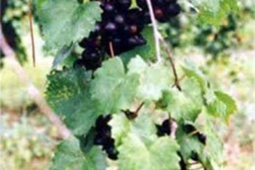 Hotel Best Western Crossroads Inn 