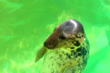 Hôtel Du Palais  | Biarritz | Pyrenees-Atlantiques | France 13