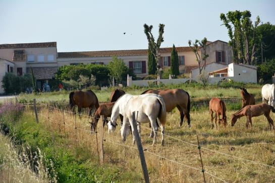 Auberge Du Mas De La Feniere  | Arles | Bouches du Rhone | France 13