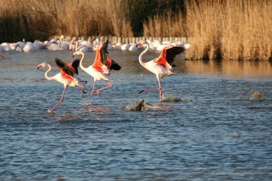Hôtel Les Palmiers  | Saintes Maries de la Mer | Bouches du Rhone | France 10
